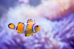 Cartoon Fish Near Sea Anemone Stock Photo