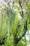 Big Tree Decorated With Green Plant Stock Photo