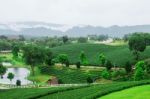 Nature On Tea Farm Stock Photo