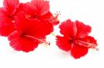 Red Hibiscus Stock Photo