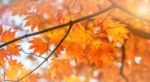 Maple In Autumn In Korea Stock Photo