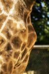 Giraffe On A Zoo Stock Photo