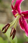 Red Lily Stock Photo