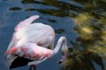 Fuengirola, Andalucia/spain - July 4 : Greater Flamingos (phoeni Stock Photo