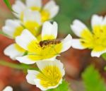 Bee On Flower Stock Photo