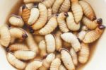 Larva Of Oryctes Rhinoceros Stock Photo