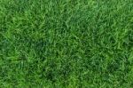 Green Grass Texture Stock Photo