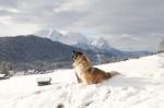 Two Shelties In The Alps Stock Photo
