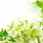 Bougainvillea Stock Photo