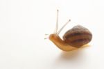 Snail Stock Photo