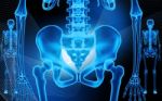 Human Pelvis And Skeleton Stock Photo