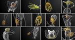 3d Rendering Illustration Of The Skeleton Hand Stock Photo