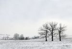 Three Trees Stock Photo