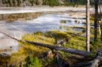 Dead Trees In The Grand Prismatic Spring Stock Photo