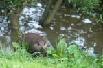 Eurasian Otter (lutra Lutra) Stock Photo