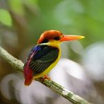 Black-backed Kingfisher Stock Photo