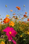 Cosmos Flower Garden Stock Photo