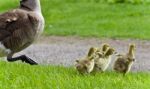 Isolated Photo Of A Family Of Canada Geese Running Stock Photo