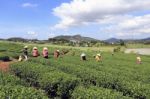 Dalat, Vietnam, July 30, 2016: A Group Of Farmers Picking Tea On A Summer Afternoon In Cau Dat Tea Plantation, Da Lat, Vietnam Stock Photo