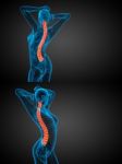 3d Rendering Medical Illustration Of The Human Spine Stock Photo