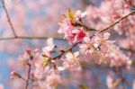 Wild Himalayan Cherry ( Prunus Cerasoides ) ( Sakura In Thailand Stock Photo