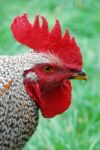 Rooster Stock Photo