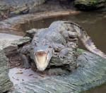 Crocodile Stock Photo