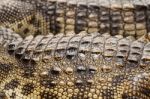 Close Up Of Crocodile Skin Stock Photo