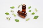 Holy Basil Essential Oil In A Glass Bottle With Fresh Holy Basil Stock Photo