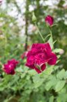 Violet Rose Bush In The Garden Stock Photo