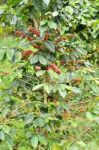 Fresh Coffee Bean On Tree Stock Photo