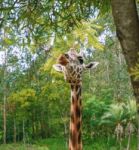 Giraffe Looking For Food During The Daytime Stock Photo