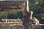 Long-tailed Macaque Monkey Sitting On Ancient Ruins Of Angkor Wa Stock Photo