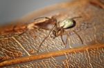 Tiny Spider On Decayed Leaf Stock Photo