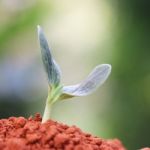 Growing Plants Stock Photo