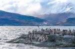 King Cormorant Colony Sits On An Island In The Beagle Channel. S Stock Photo