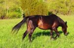 Horse Eating Green Grass Stock Photo