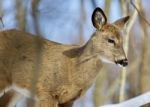 Beautiful Isolated Photo Of A Young Wild Deer In The Forest Stock Photo