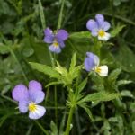 Heartsease Stock Photo