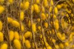 Group Of Silk Worm Cocoons In Nests Stock Photo