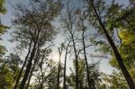 Beautiful Autumn Forest Stock Photo