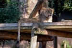 Asiatic Lion (panthera Leo Persica) Stock Photo