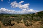 Olive Grove Near San Biagio Church Stock Photo