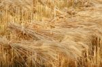 Wheat Sheaves At The Harvest In The Field Stock Photo