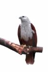 Brahminy Kite Stock Photo