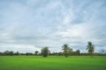 Sugarcane Field With Green Rice Field In A Cloudy Day Stock Photo