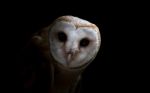 Common Barn Owl ( Tyto Albahead ) Close Up Stock Photo