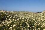 Crown Daisies In The Countryside Stock Photo