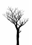 Dead Tree Without Leaves Isolated Stock Photo