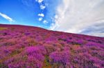 Colorful Hill Slope Covered By Violet Heather Flowers Stock Photo